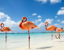 ЕКСКЛУЗИВНИ ОТСТЪПКИ - Почивка на о.Джерба, Тунис със самолет от София - 7 нощувки!